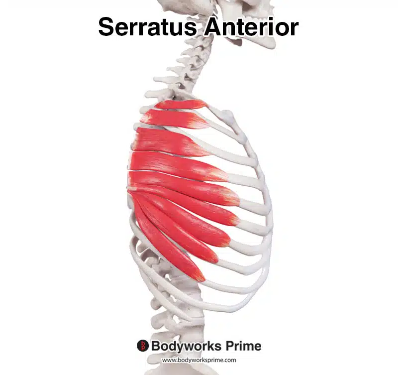 <p><span><strong>Serratus anterior</strong></span></p>