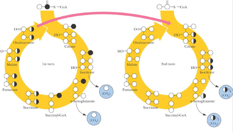 <p>Radioactivity from 1- 14C-acetyl-CoA is not converted to CO 2 until the second turn. All of the radioactivity is lost in the second turn.</p>