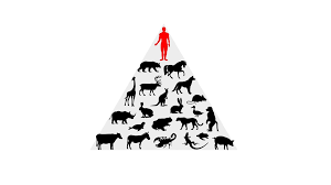 <p>humans are <strong><u>superior</u></strong> to other species, <strong><u>exempt from ecological limits</u></strong> due to culture and tech; nature exists to serve human needs</p>