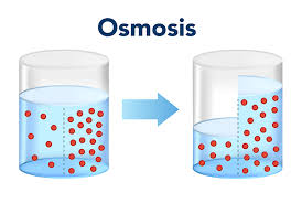 <p>water from high to low concentration</p>