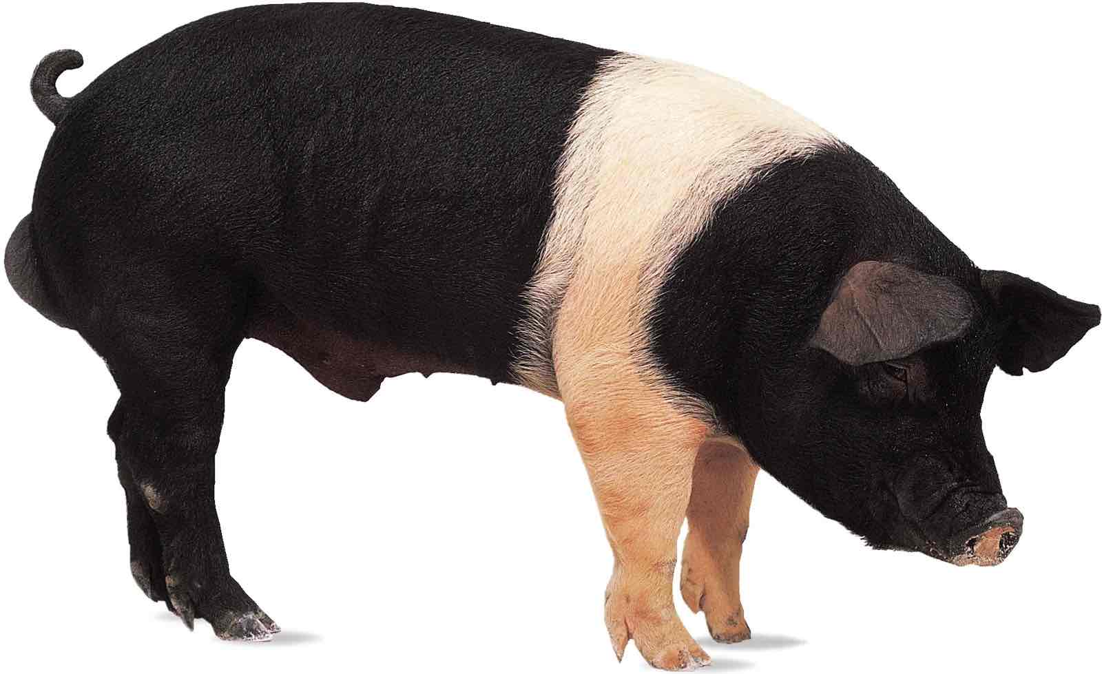 <p>This boar breed is from Hampshire, England. They produce a high quality carcass with little waste. They have erect ears that sometimes tilt forward and are black with a white belt encompassing the shoulders, front legs, and feet</p>