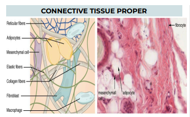 <p>TISSUE: CONNECTIVE TISSUE </p>