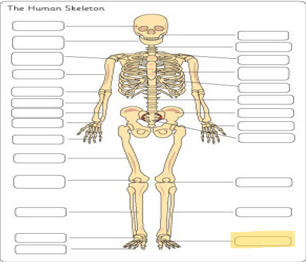 <p>What is this Bone?</p>