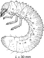 <p>white grub</p><p></p><p>body rubust and ‘c’ shaped, no abdominal prolegs, short thoracic legs</p><p>june beetle, dung beetle</p>