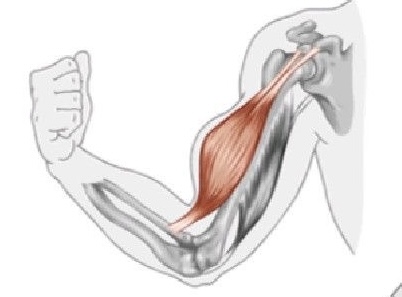 <p>Welke spier is hier aangeduid</p>