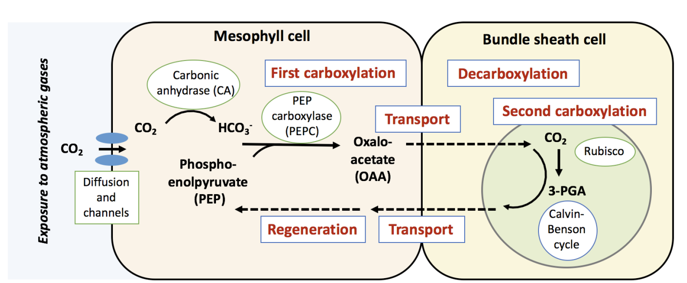 <ol><li><p>C3 residue diffused <strong>back </strong> to <strong>mesophyll cells</strong></p></li></ol><p><em>Why?</em></p><ul><li><p>Needs to be regenerated back into PEP so the mesophyll cells have something PEPC can convert again</p></li><li><p>Uses:</p><ul><li><p>pyruvate phosphate dikinase (PPDK)</p></li><li><p>ATP</p></li></ul></li></ul><p></p>