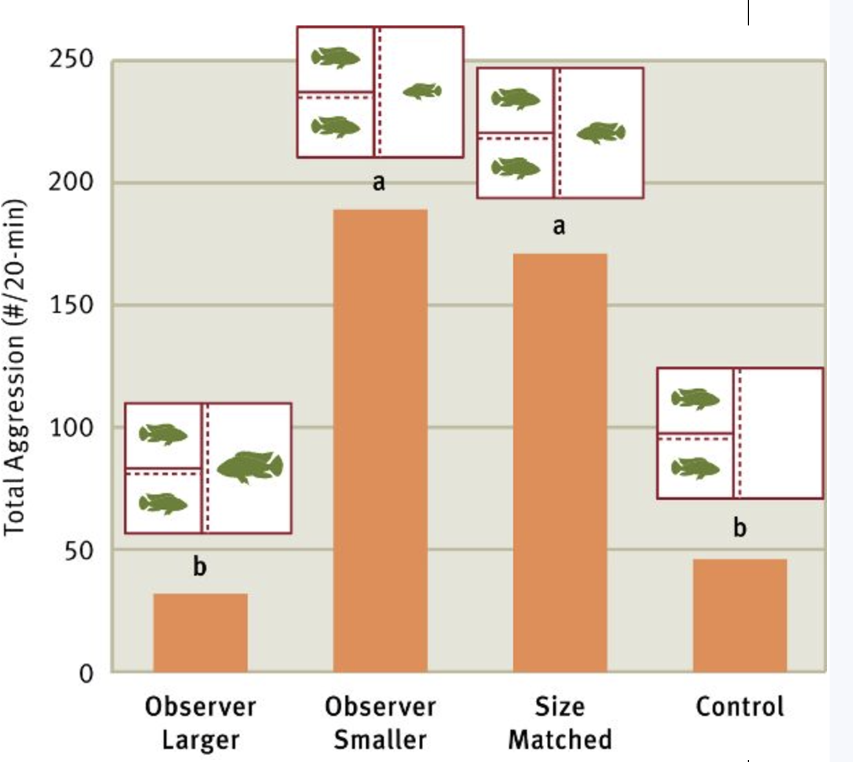 <p>-<span>Males fought more intensely when watched by another male who was smaller or the same size than when they weren't being watched or when the observer male was larger than both fish involved in aggression</span></p><p><span>-c-fos and egr-1 gene expression patterns changed in similar ways in both observers and contestants who were being watched, but not in contestant who weren't being watched</span></p>