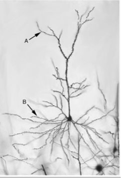 <p>often modifying, have long axons that project to different brain areas</p><ul><li><p>long axon</p></li><li><p>pyramidal and purkinje</p></li></ul><p></p>