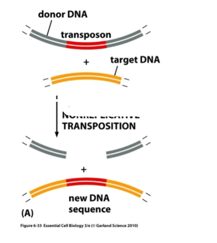 <p>What is this a diagram of </p>