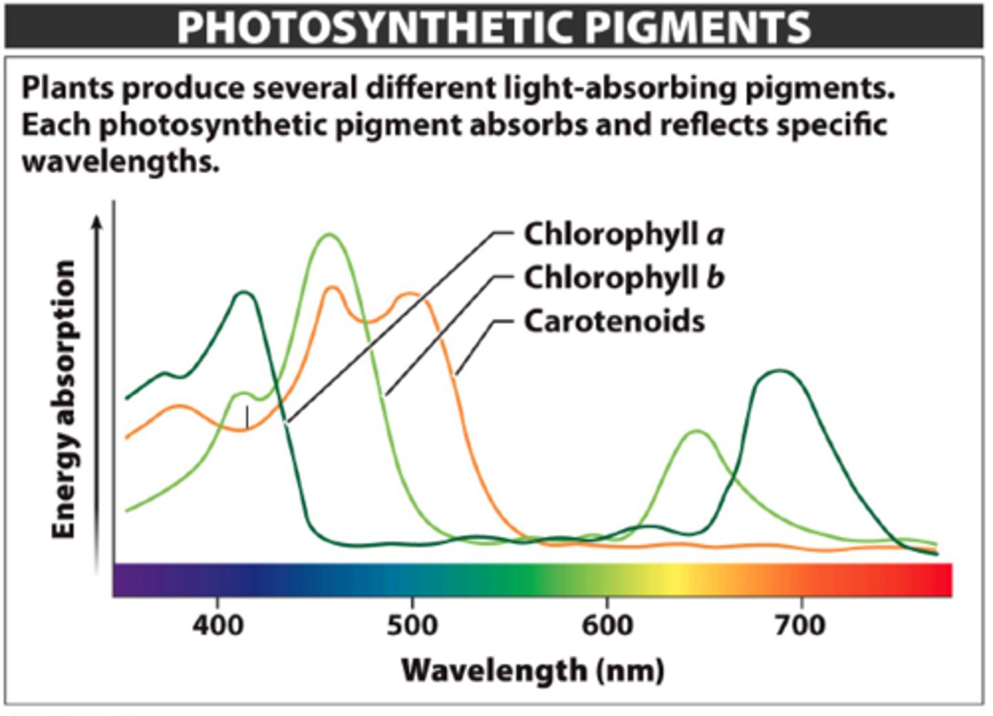 <p>Chemicals that absorb light energy and use it to carry out photosynthesis. Contained in thylakoid membranes in chloroplast. Examples are chlorophyll a, chlorophyll b, carotenoids, xanthophylls, and phycobilins.</p>