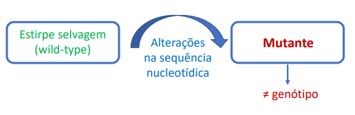 <p>As mutações também podem ocorrer em regiões do DNA não codificantes → Podem ocorrer em sequências reguladoras: como operadores ou promotores.</p><p></p>