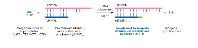 catalyzes DNA synthesis and requires a DNA template, a complemented primer with a free 3’OH, and all four deoxyribonucleoside triphosphates (dNTPs)