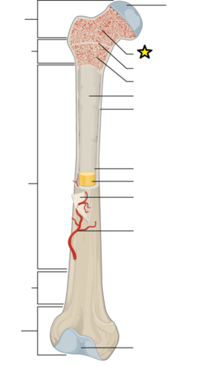 <p>Composed of small needle-like pieces of bone and lots of open space</p>