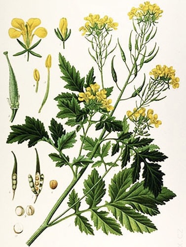 term image