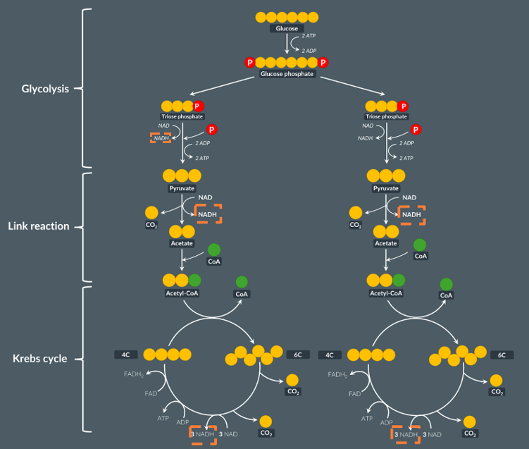 <ul><li><p><strong>link reaction</strong></p></li><li><p><strong>Krebs cycle</strong></p></li></ul><p></p>