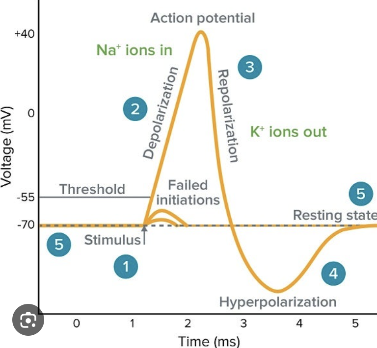 <p><span style="color: blue;"><mark data-color="green" style="background-color: green; color: inherit;"><span>1. Resting membrane potential (before AP)</span></mark></span></p><ul><li><p>Vm ≈ −70 mV</p></li><li><p><strong>Voltage-gated Na⁺ channels: CLOSED</strong></p></li><li><p><strong>Voltage-gated K⁺ channels: CLOSED</strong></p></li><li><p><strong>Leak channels: OPEN</strong></p></li></ul><p><span>📌</span> Only leak channels matter here</p><p></p><p><span style="color: blue;"><mark data-color="red" style="background-color: red; color: inherit;"><span>2. Depolarization (rising phase)</span></mark></span></p><ul><li><p>A <span style="color: red;"><mark data-color="red" style="background-color: red; color: inherit;"><span>stimulus</span></mark></span> depolarizes the membrane to <strong>threshold (~ −55 mV)</strong></p></li></ul><p><span>👉</span> <strong>Voltage-gated Na⁺ channels OPEN</strong></p><ul><li><p>Fast opening</p></li><li><p>Na⁺ rushes in</p></li><li><p>Membrane rapidly depolarizes toward ENa+</p></li></ul><p><span>📌</span> This is when voltage-gated channels are clearly open</p><p></p><p><span style="color: blue;"><mark data-color="yellow" style="background-color: yellow; color: inherit;"><span>3. Peak of action potential</span></mark></span></p><ul><li><p>Vm ≈ +30 mV</p></li><li><p><strong>Voltage-gated Na⁺ channels INACTIVATE</strong></p><ul><li><p>Not just closed — <strong>inactivated</strong></p></li></ul></li><li><p><strong>Voltage-gated K⁺ channels BEGIN to open</strong></p></li></ul><p><span>📌</span> Na⁺ influx stops, K⁺ efflux starts</p><p></p><p><span style="color: blue;"><mark data-color="purple" style="background-color: purple; color: inherit;"><span>4. Repolarization (falling phase)</span></mark></span></p><ul><li><p><strong>Voltage-gated K⁺ channels OPEN</strong></p></li><li><p>K⁺ flows out</p></li><li><p>Vm becomes more negative</p></li></ul><p><span>📌</span> This is the second time voltage-gated channels are open (K⁺ now)</p><p></p><p><span style="color: blue;"><mark data-color="#d4fffb" style="background-color: rgb(212, 255, 251); color: inherit;"><span>5. After-hyperpolarization</span></mark></span></p><ul><li><p>K⁺ channels close <strong>slowly</strong></p></li><li><p>Vm becomes more negative than RMP</p></li></ul><p></p><p><span style="color: blue;"><mark data-color="#ffe6fe" style="background-color: rgb(255, 230, 254); color: inherit;"><span>6. Return to resting membrane potential</span></mark></span></p><ul><li><p><strong>Voltage-gated K⁺ channels finally CLOSE</strong></p></li><li><p>Voltage-gated Na⁺ channels reset from inactivated → closed</p></li><li><p>Only <strong>leak channels remain open</strong></p></li></ul><p><span>📌</span> Leak channels now dominate and pull Vm back to RMP</p><p></p><p>*Na/K Pump is kinda always working, but its impact is small on the action potential</p><p></p>