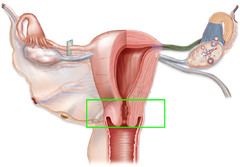 <p>The passage that forms the lower part of the uterus.</p>