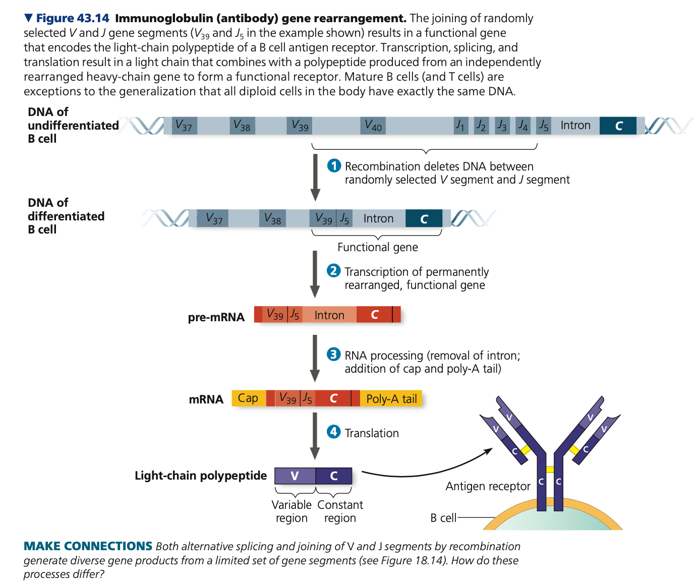 **Antigen receptor gene arrangement**

* Only ___ allele each from the light-chain and heavy-chain are rearranged
  * Rearrangements are permanent and are passed onto daughter cells
* After rearrangement, antigen ______ can be synthesized
  * Rearranged genes are transcribed
  * Transcripts are processed for translation
  * Light chain and heavy chain assemble together to form a receptor
  *  Randomly rearranged heavy and light chains form different antigen-_____ sites
* In the total population of B cells in the body
  * Number of combinations is as high as 3.5 x 10^6
  * _____ in the VJ recombination add more variation