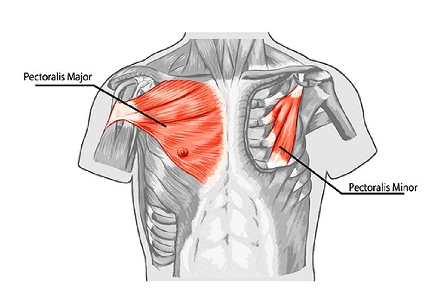 <p>Pectoralis major</p>
