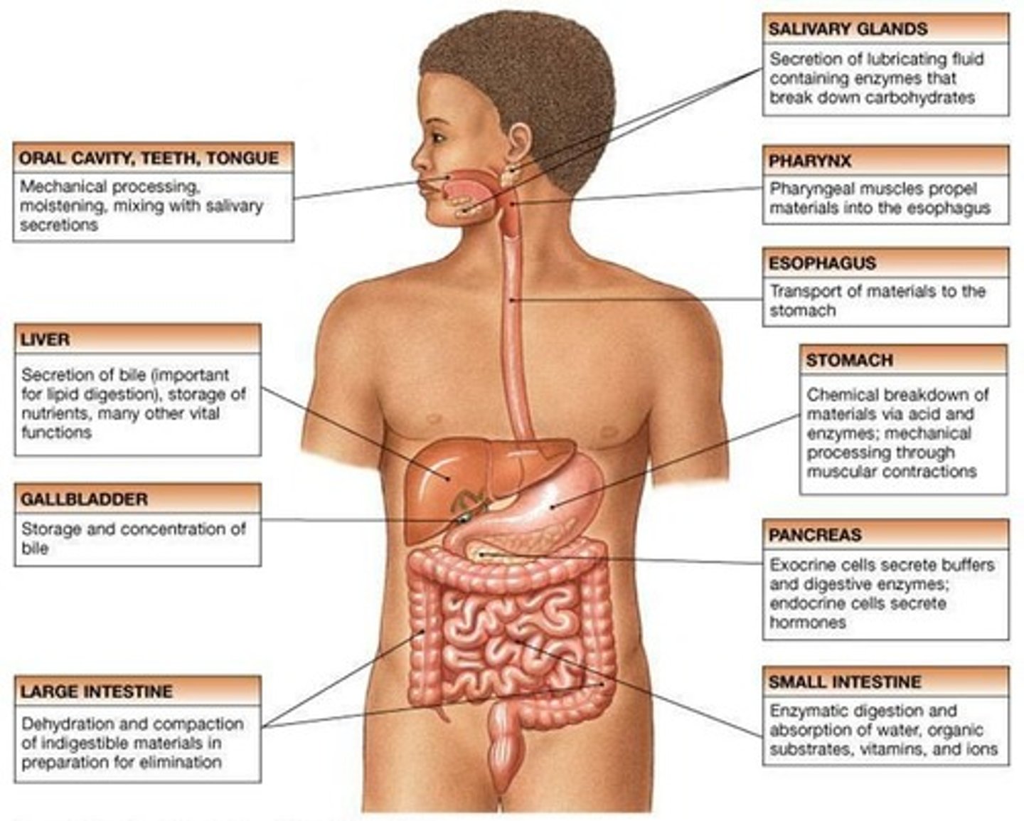 <p>Rhythmic muscle contractions moving food through esophagus.</p>