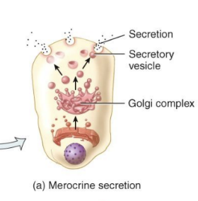 <p>Merocrine Glands</p>