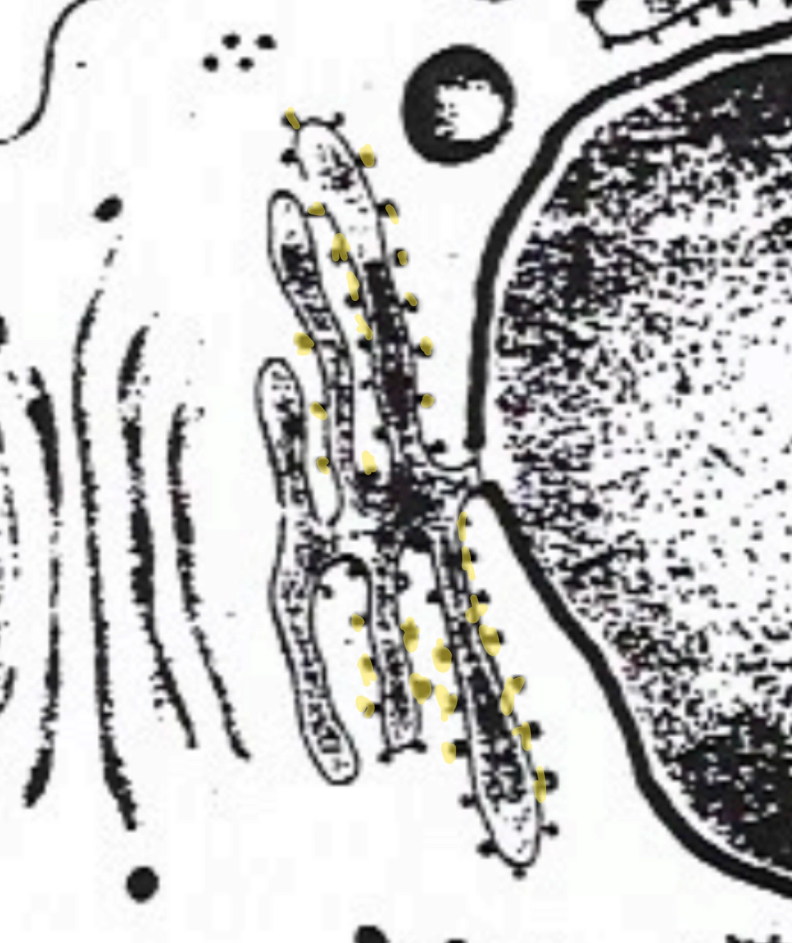 <p>What is this part of the cell? (dots)</p>