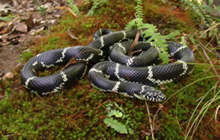 <p>90-122cm</p><p><strong>Black with bright white or yellow chainlike markings</strong></p><p>In outer banks areas, are brownish with conspicuous light stippling in the dark areas between the patterns</p>