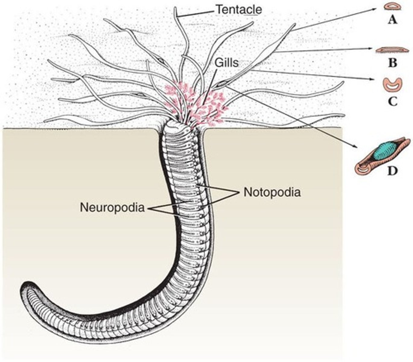 <p>- Ingest sediment</p><p>- Digest organic matter and microbial organisms</p><p>- Abundant in areas with lots of organic carbon deposition (detritus)</p>