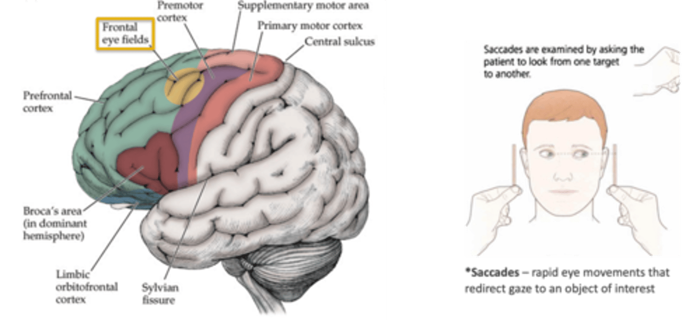 <p>frontal eye fields</p>