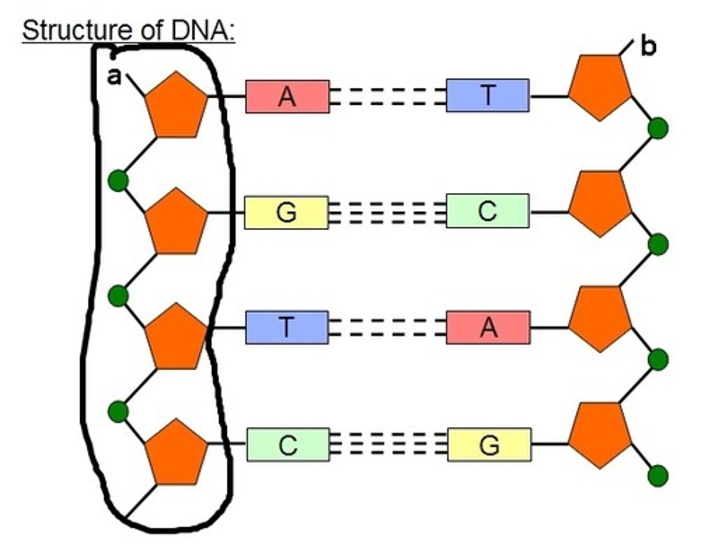 <p>The “backbone” is the alternating phosphate-sugar- phosphate-sugar-phosphate… found in a polymer of nucleic acids. The relative strength of the backbone maintains the nucleotides in their specific sequence.</p>