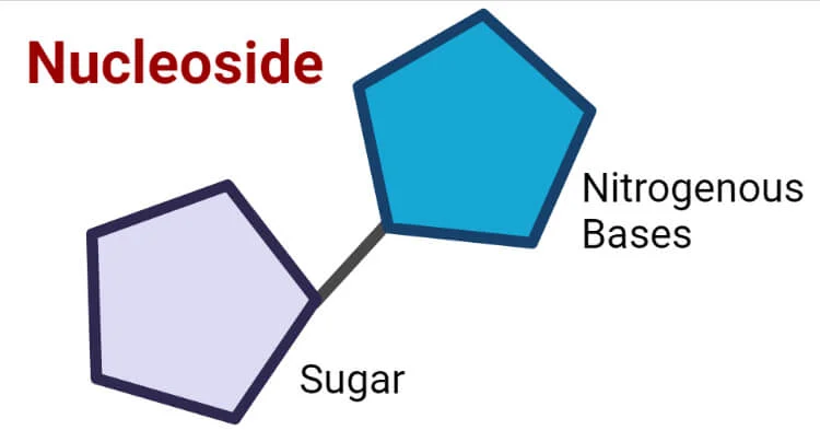 <p>A compound consisting consisting of a nitrogenous base linked to a sugar (ribose or deoxyribose)</p>