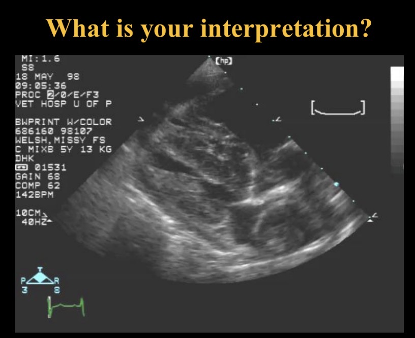 <p>RV pressure overload from pul hypertension → LV underfilled </p><p>Pericardial effusion </p><p>Abnormal structures in RA (dirofilaria)</p><p>R pul a thrombus </p>