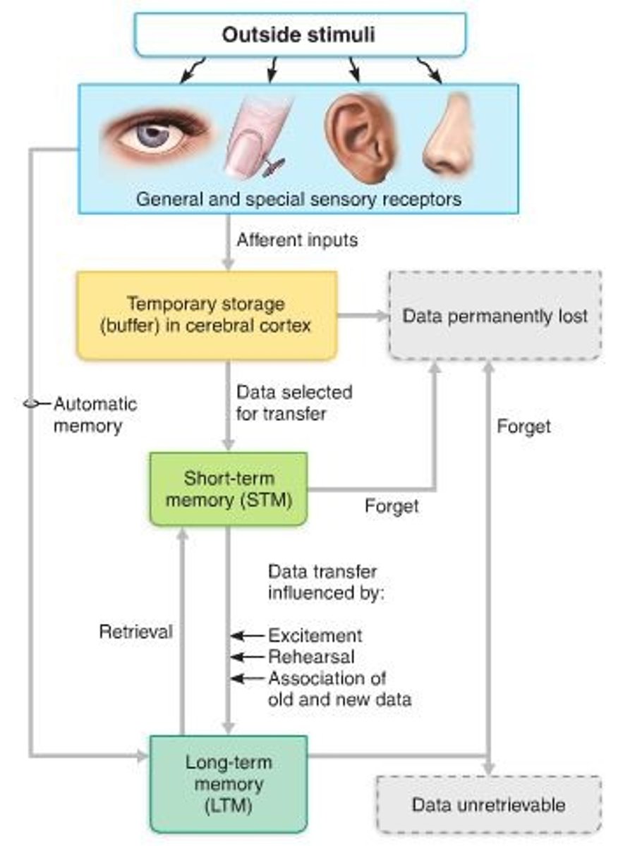 <p>Factors affecting transfer from STM to LTM</p><p>- Emotional state—best if alert, motivated, surprised, and aroused</p><p>- Rehearsal—repetition and practice</p><p>- Association—tying new information with old memories</p><p>- Automatic memory—subconscious information stored in LTM</p>