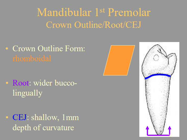 <p>D) Shallow; 1mm</p>