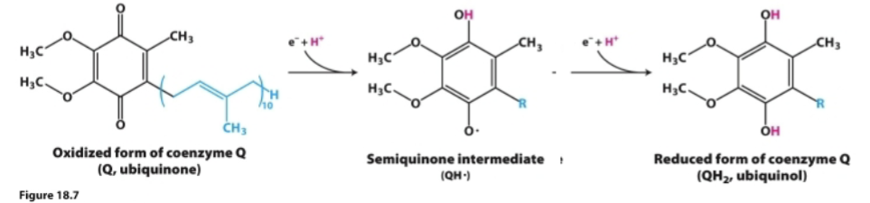 <ul><li><p>Mobile carrier</p></li><li><p>Highly hydrophobic and freely diffuses in mitochondrial inner membrane</p></li><li><p>Can exist in three states of oxidation:</p></li></ul><ol><li><p>Q Ubiquinone→ most oxidized</p></li><li><p>QH<sup>●</sup> semiquinone→ radical species after accepting one e- and 1 H+</p></li><li><p>QH<sub>2 </sub>Ubiquinol→ most reduced after accepting two e- and 2 H+</p></li></ol><ul><li><p>Connects Complex I and II with complex III</p></li></ul><p></p>