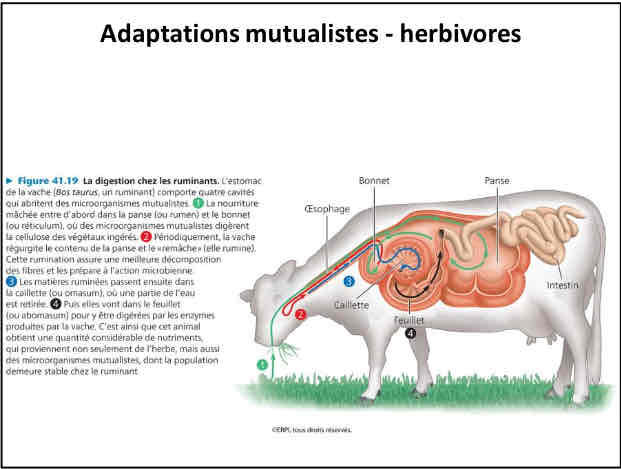 <p>exemple de la vache (adaptations mutualistes des herbivores)</p>