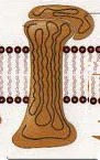 Proteins that span the membrane.
