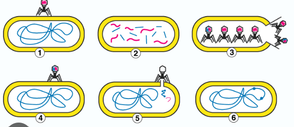 <p>Phages transfer bacterial DNA where the bacteria is now using the virus to transmit bacterial DNA- Generally same species of bacteria</p>