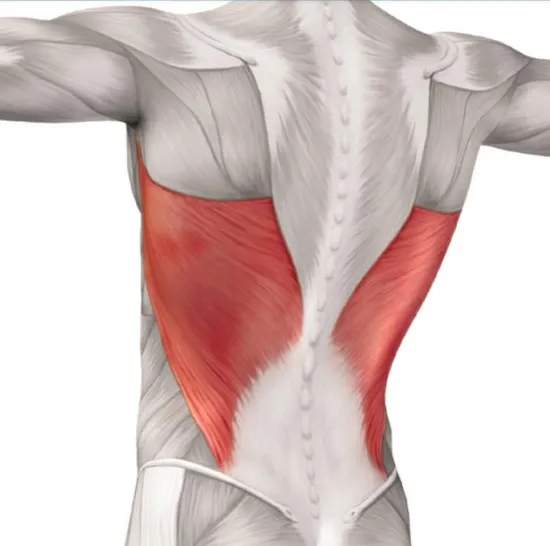 <p>lower back muscle</p>