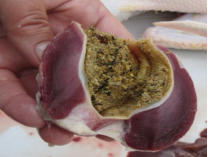 <p><strong><u>Monogastrics: Avian </u></strong></p><p>_______ (GRIND)</p><ul><li><p><strong>Muscular organ used to </strong><span style="color: red;"><strong>grind </strong></span><strong>and </strong><span style="color: red;"><strong>break up</strong></span><strong> food</strong></p></li><li><p><strong>Stones or grit found here to help with the break up process</strong></p></li><li><p><em>Act like teeth for oher monogastrics </em></p></li></ul><p></p>