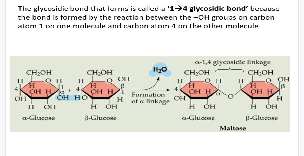<p>Because the bond is formed by the reaction between the -OH groups on carbon atom 1 on one molecule and carbon atom 4 on the other molecule.</p>