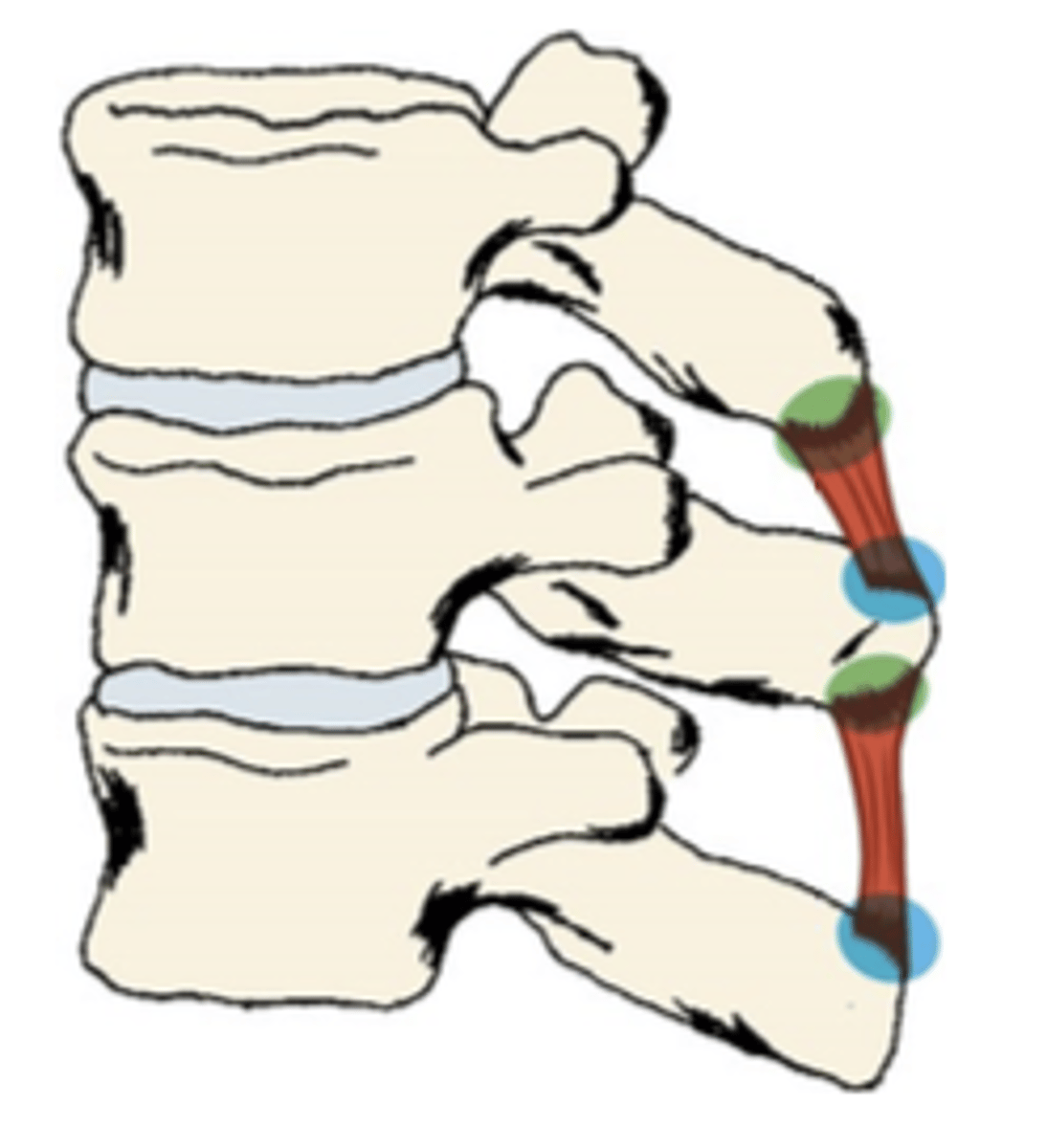 <p>What muscle is this?</p>