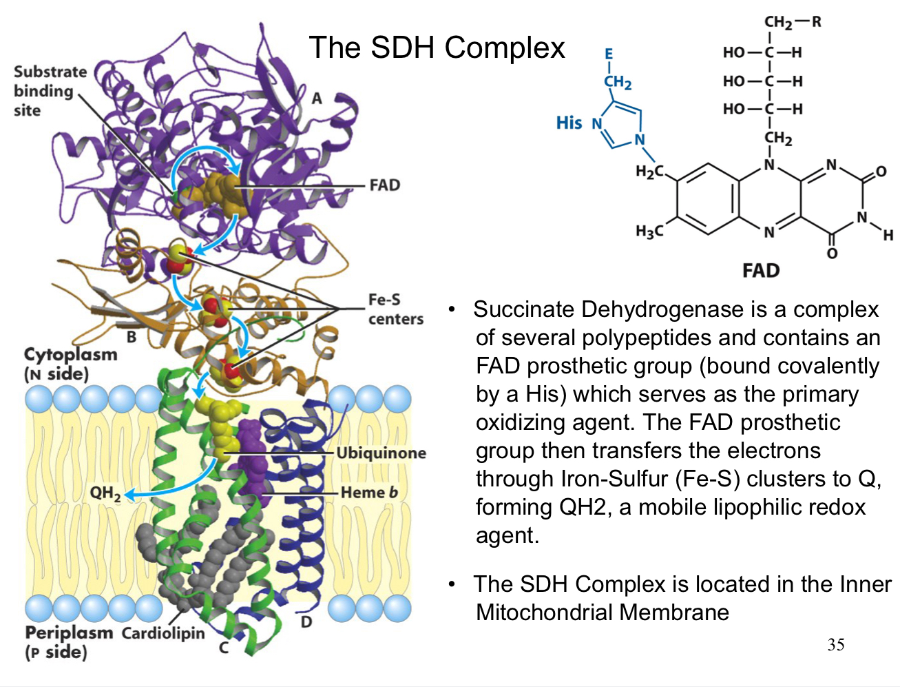 succinate dehydrogenase is a complex of several polypeptides and contains an FAD prosthetic group (bound covalently by a His) which serves as the primary oxidizing agent 

the FAD prosthetic group then transfers the electrons through iron-sulfur clusters to Q, forming QH2, a mobile lipophilic redox agent

the SHD complex is located in the inner mitochondrial matrix
