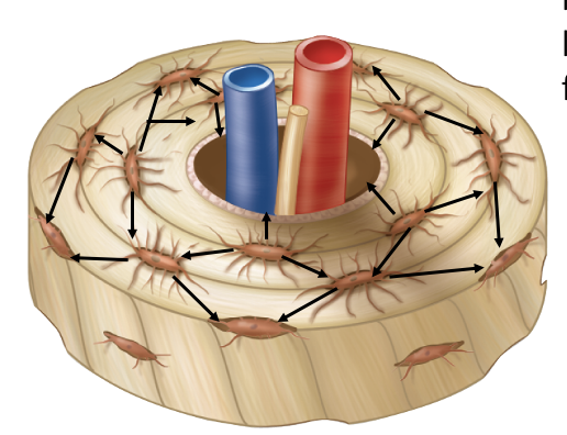 <p>Osteocytes communicate through ___ _____ and send cellular processes to the central blood supply allowing for the exchange of nutrients, wastes, and respiratory gases</p>