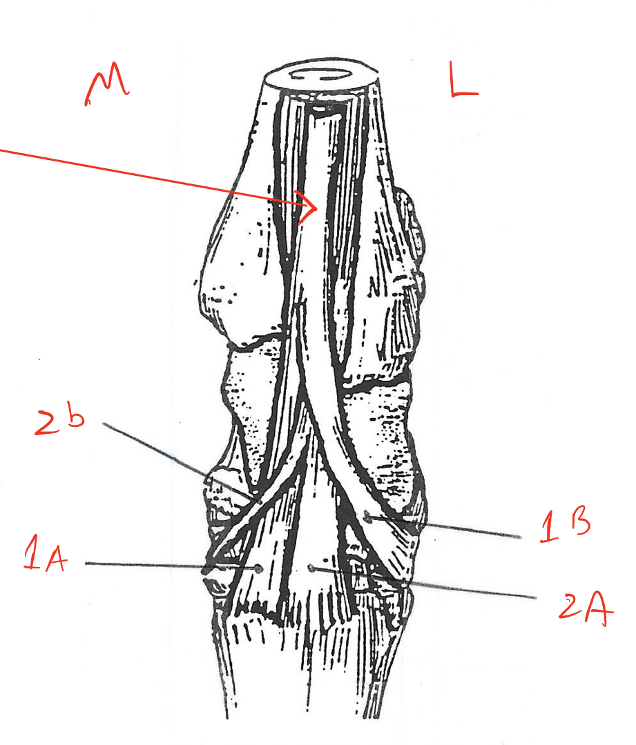 <p>label the tendons on the dorsal portion of the hock</p>