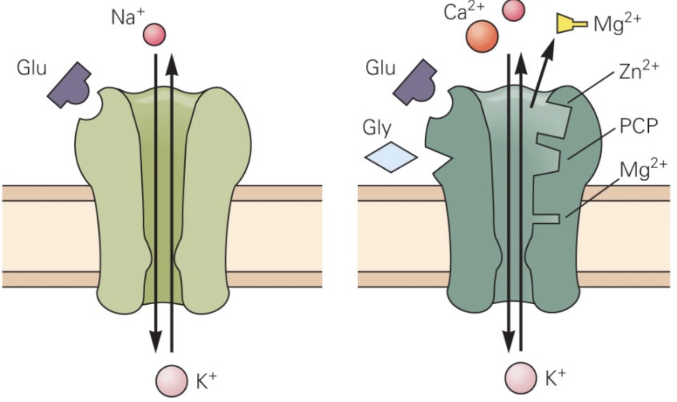 <p>Both are glutamate receptors.</p><p>AMPA are fast receptors. Upon binding glutamate they allow Na+ in causing depolarisation. </p><p>NMDA are slower receptors. They act as coincidence detectors (and thus important for associative learning) - they require that glutamate binds to the receptor and that Mg++ is ejected from the receptor by the post-synaptic depolarisation. They allow Na+ and Ca++ in. Ca++ is central to long-term changes initiated by this receptor (synaptic plasticity).</p><p></p>
