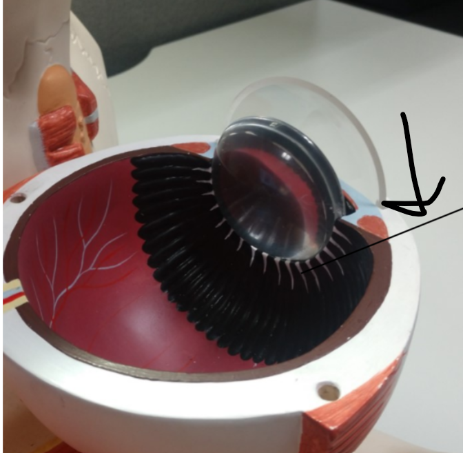 <p>What is this</p>