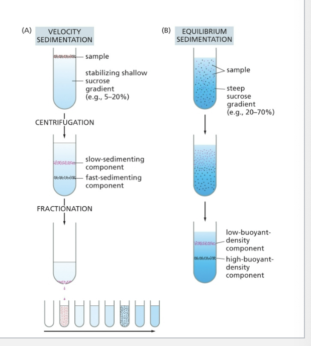 <ul><li><p>velocity sedimentation</p><ul><li><p>sub-cellular components sediment at <u>different speeds</u> according to their <u>size</u> and <u>shape</u> when layered over a solution containing <u>sucrose</u></p></li><li><p>after centrifugation, the different components can be collected individually, most simply by puncturing the plastic centrifuge tube with a needle and collecting drops from the bottom</p></li><li><p>slow sedimenting component on top</p></li><li><p>fast sedimenting component on bottom</p></li></ul></li><li><p>equilibrium sedimentation</p><ul><li><p>subcellular components move up or down when centrifuged in a <u>gradient</u> until they reach a position where <u>their density matches that of their surroundings</u></p></li><li><p>low buoyant density component on top</p></li><li><p>high buoyant density component on bottom</p></li></ul></li></ul><p></p>