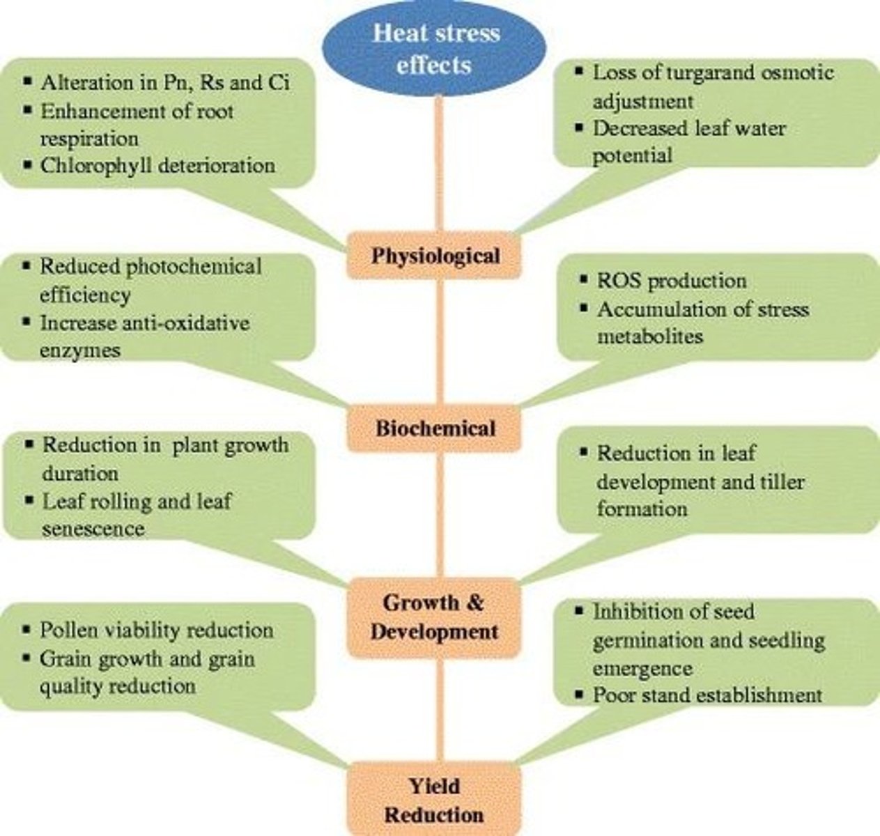 <p>High temperatures negatively impacting plant growth.</p>