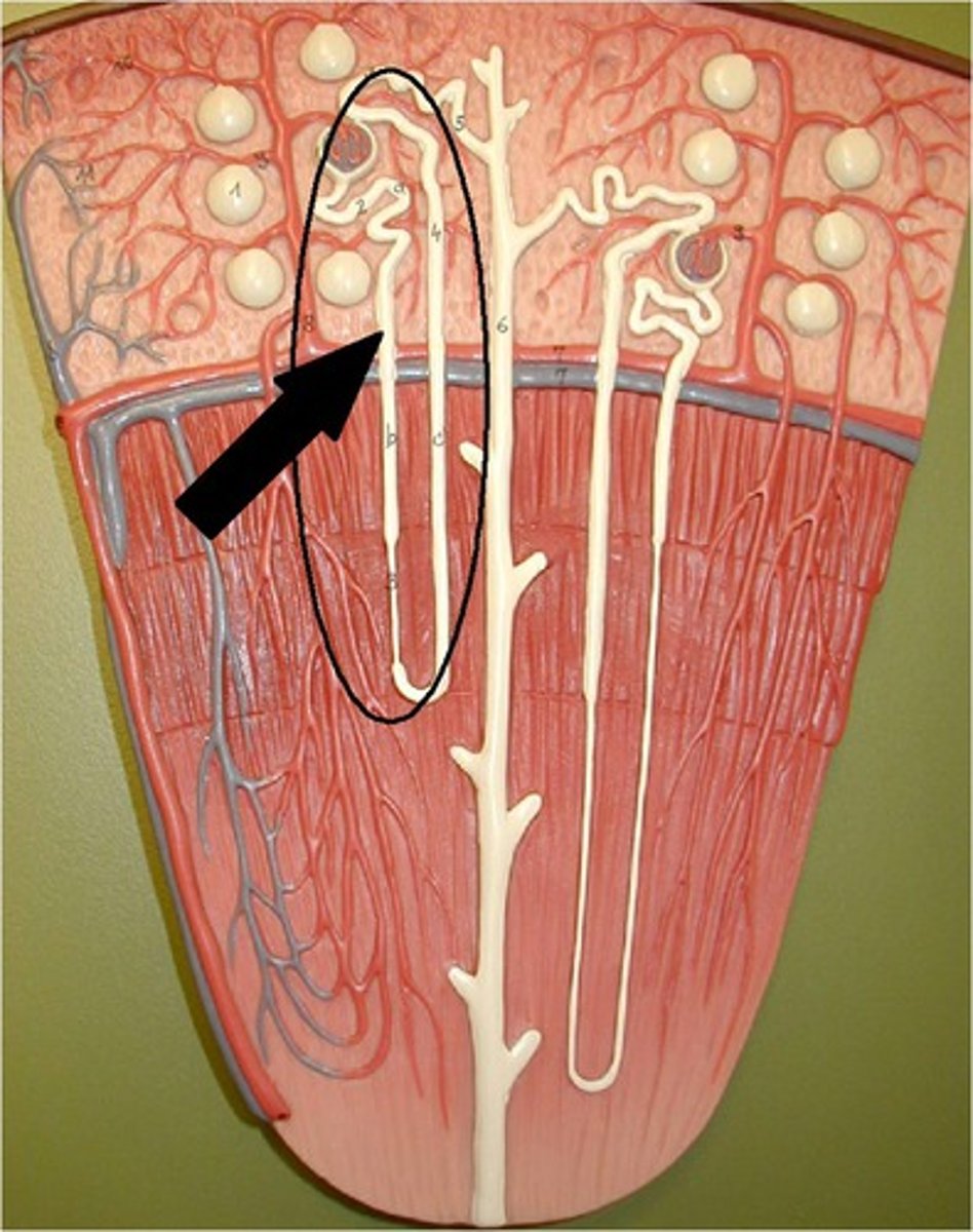 <p>short nephron loops</p>